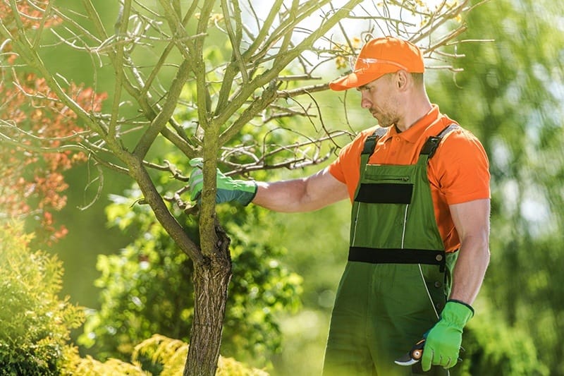 What Is Involved in Tree Services? Tree Services